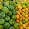 US Rejects Indian Mango Shipments Over Radiation Certification Issues