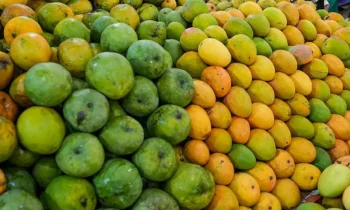 US Rejects Indian Mango Shipments Over Radiation Certification Issues